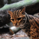Illustration for article titled Caturday - Prionailurus bengalensis Edition